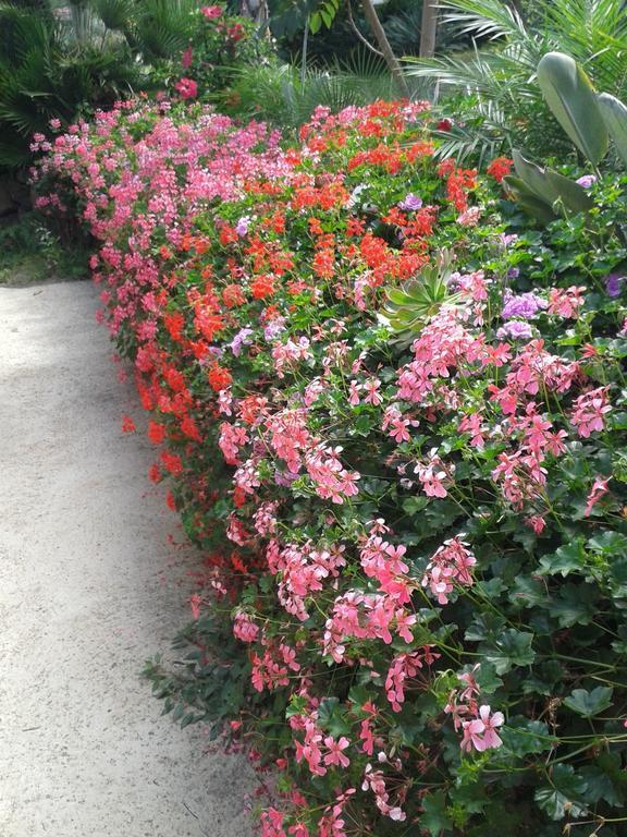 Finca Las Palmeras Icod de los Vinos Szoba fotó