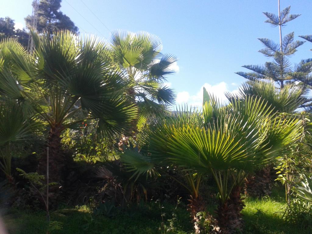 Finca Las Palmeras Icod de los Vinos Kültér fotó