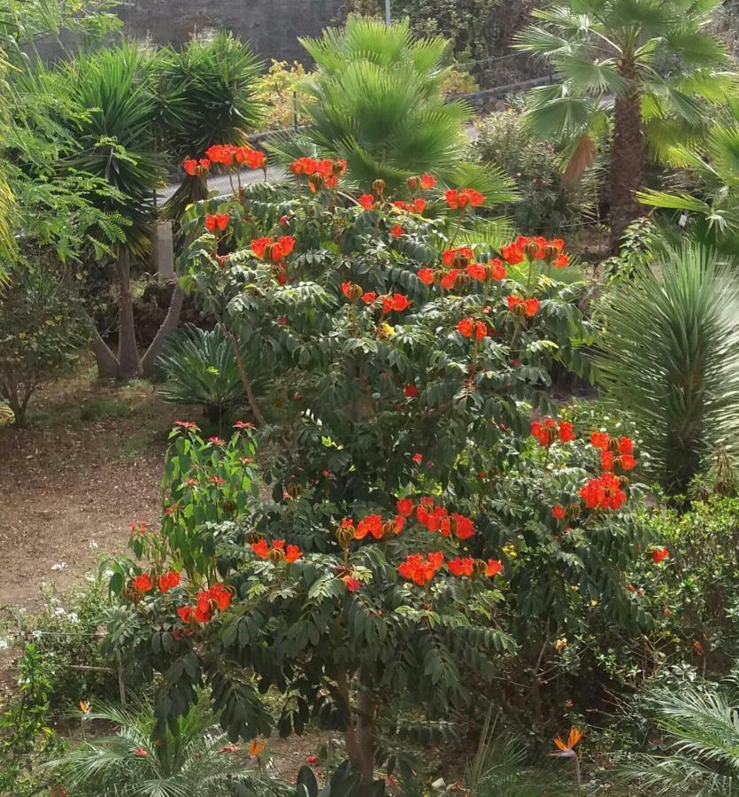 Finca Las Palmeras Icod de los Vinos Kültér fotó