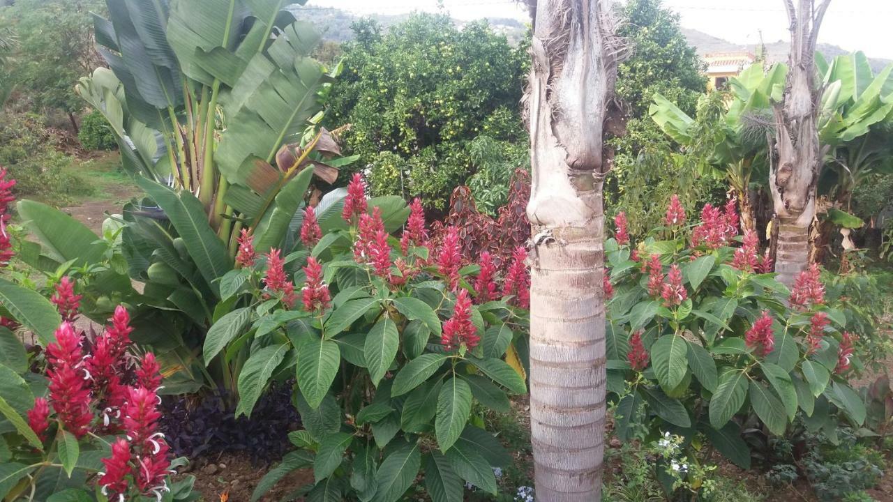 Finca Las Palmeras Icod de los Vinos Kültér fotó