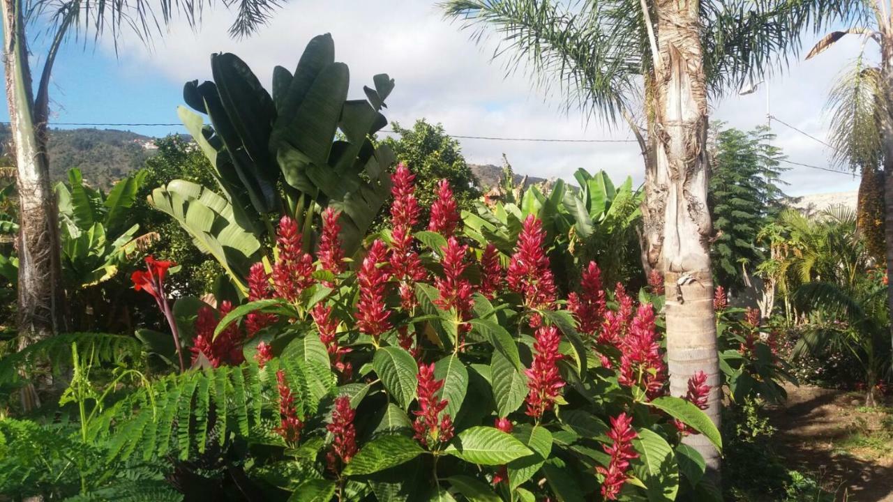 Finca Las Palmeras Icod de los Vinos Kültér fotó